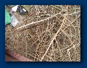 Where Roger was sitting